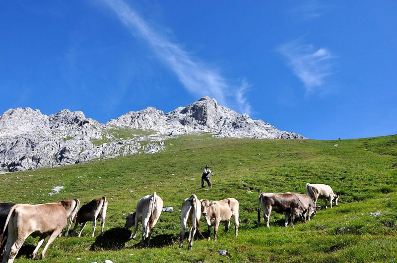 Hochfeldernalm im Juli 2013 – Viehauftrieb ins Felderer Tal