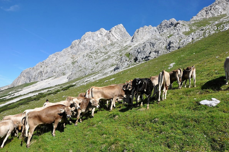 Hochfeldernalm im Juli 2013 – Viehauftrieb ins Felderer Tal