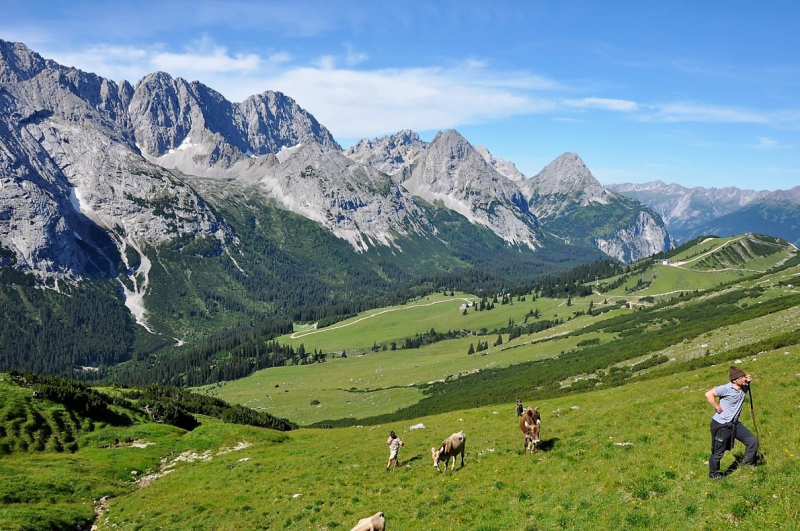 Hochfeldernalm im Juli 2013 – Viehauftrieb ins Felderer Tal