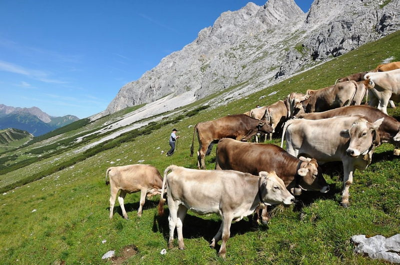 Hochfeldernalm im Juli 2013 – Viehauftrieb ins Felderer Tal