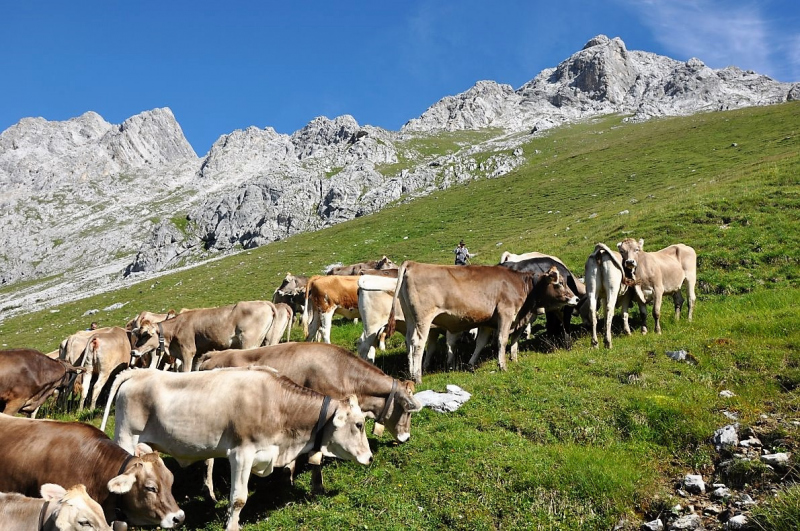 Hochfeldernalm im Juli 2013 – Viehauftrieb ins Felderer Tal