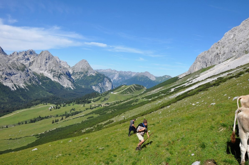 Hochfeldernalm im Juli 2013 – Viehauftrieb ins Felderer Tal