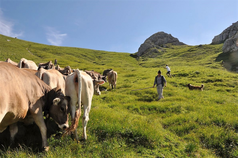 Hochfeldernalm im Juli 2013 – Viehauftrieb ins Felderer Tal
