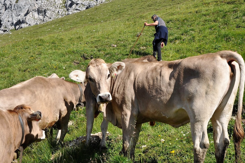 Hochfeldernalm im Juli 2013 – Viehauftrieb ins Felderer Tal