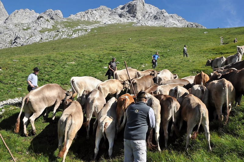 Hochfeldernalm im Juli 2013 – Viehauftrieb ins Felderer Tal