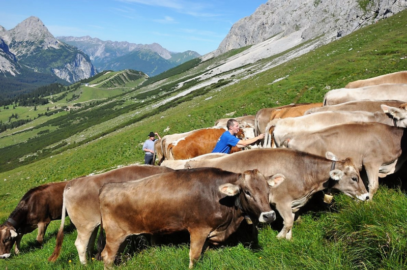 Hochfeldernalm im Juli 2013 – Viehauftrieb ins Felderer Tal