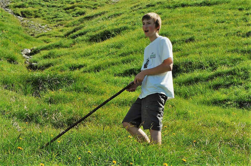 Hochfeldernalm im Juli 2013 – Viehauftrieb ins Felderer Tal