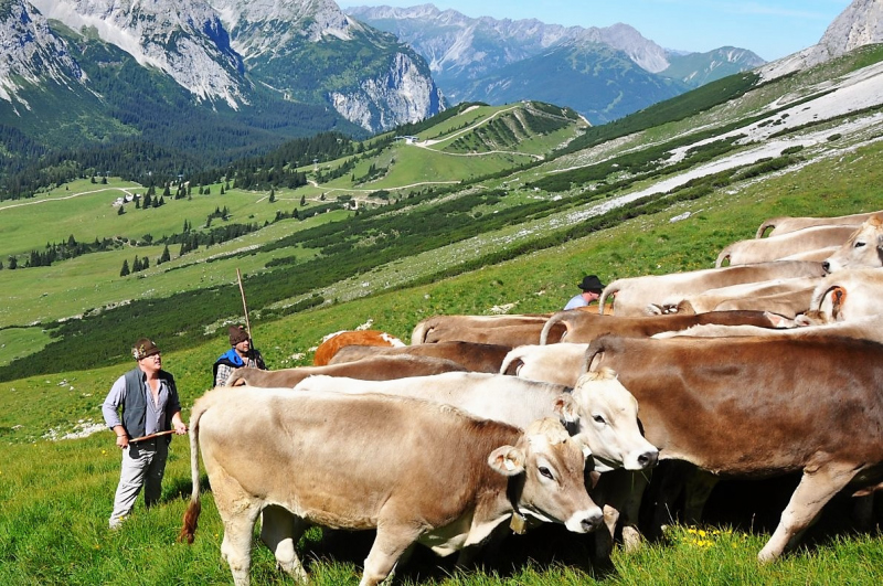 Hochfeldernalm im Juli 2013 – Viehauftrieb ins Felderer Tal