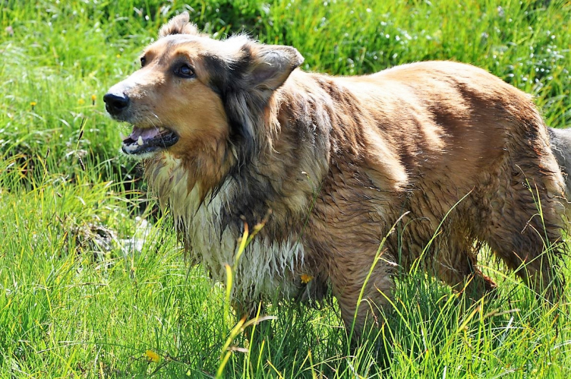 Hochfeldernalm im Juli 2013 – Viehauftrieb ins Felderer Tal