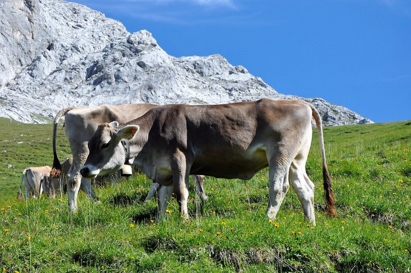 Hochfeldernalm im Juli 2013 – Viehauftrieb ins Felderer Tal