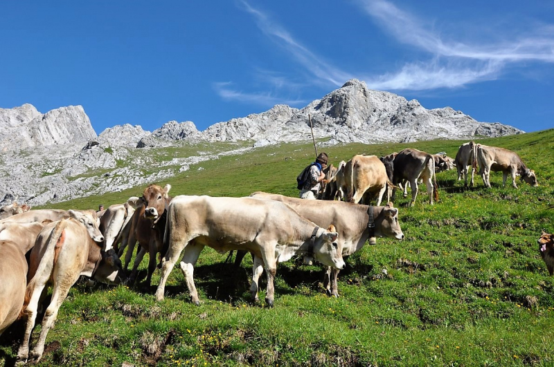 Hochfeldernalm im Juli 2013 – Viehauftrieb ins Felderer Tal