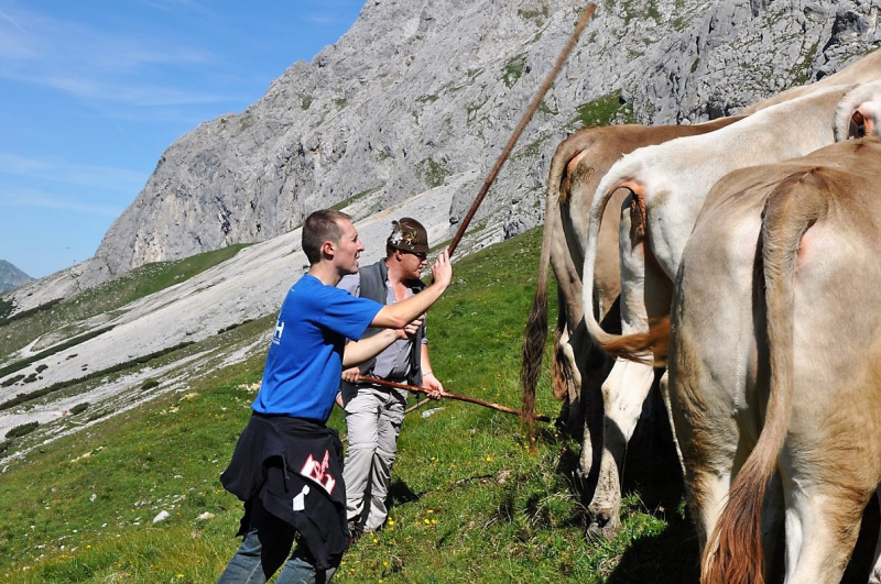 Hochfeldernalm im Juli 2013 – Viehauftrieb ins Felderer Tal