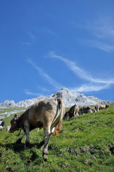 Hochfeldernalm im Juli 2013 – Viehauftrieb ins Felderer Tal