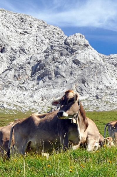 Hochfeldernalm im Juli 2013 – Viehauftrieb ins Felderer Tal