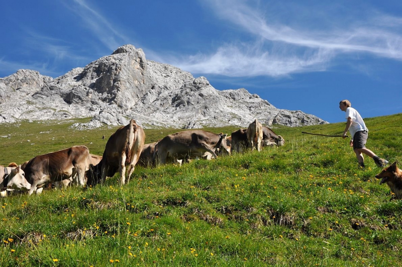 Hochfeldernalm im Juli 2013 – Viehauftrieb ins Felderer Tal