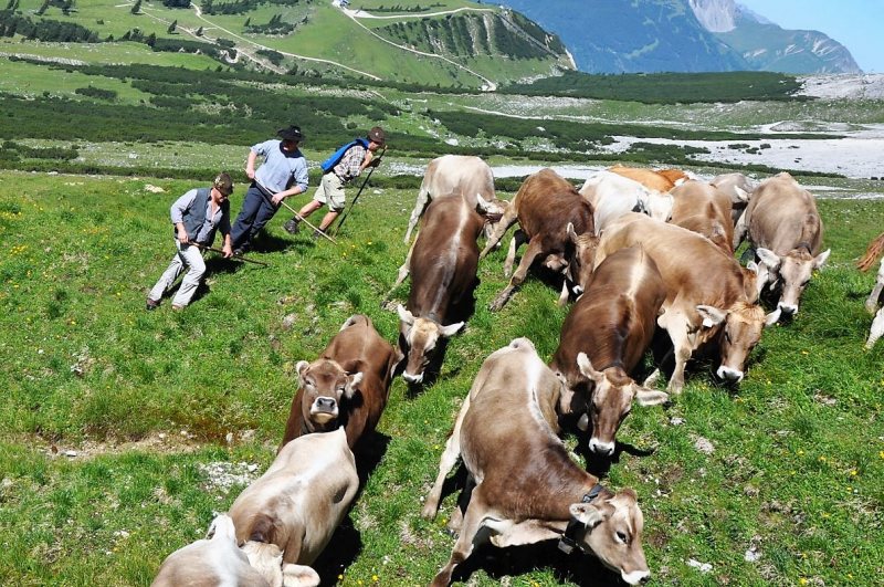 Hochfeldernalm im Juli 2013 – Viehauftrieb ins Felderer Tal