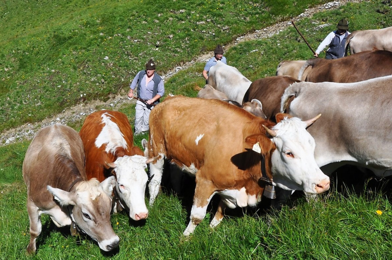 Hochfeldernalm im Juli 2013 – Viehauftrieb ins Felderer Tal