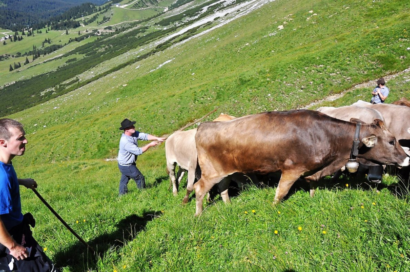 Hochfeldernalm im Juli 2013 – Viehauftrieb ins Felderer Tal