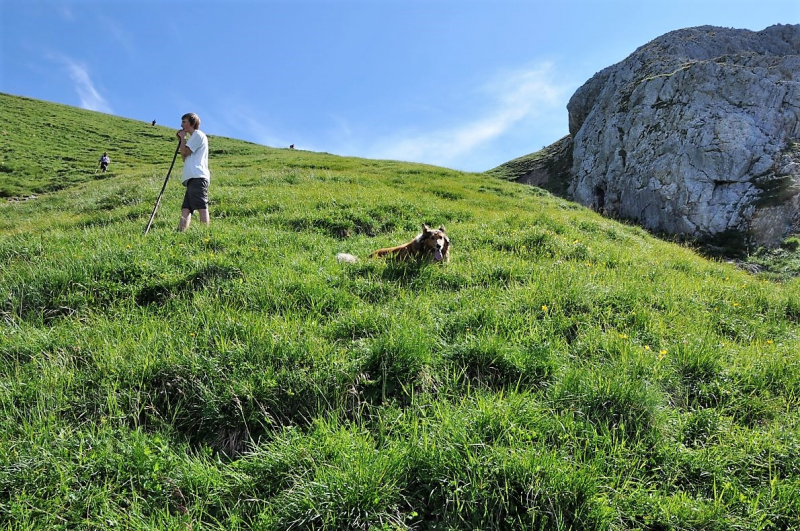 Hochfeldernalm im Juli 2013 – Viehauftrieb ins Felderer Tal