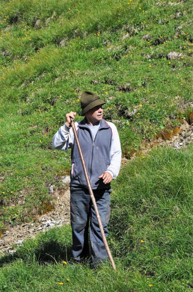 Hochfeldernalm im Juli 2013 – Viehauftrieb ins Felderer Tal