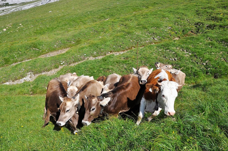 Hochfeldernalm im Juli 2013 – Viehauftrieb ins Felderer Tal