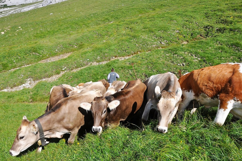 Hochfeldernalm im Juli 2013 – Viehauftrieb ins Felderer Tal