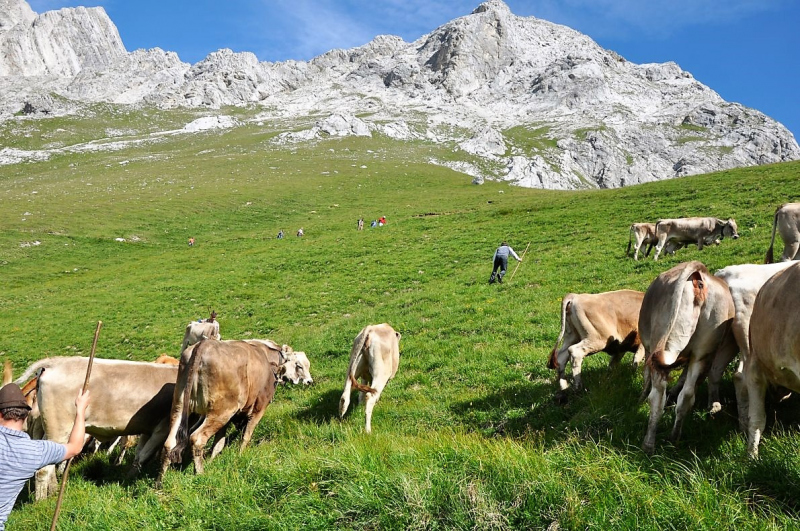Hochfeldernalm im Juli 2013 – Viehauftrieb ins Felderer Tal