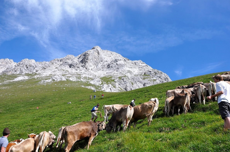 Hochfeldernalm im Juli 2013 – Viehauftrieb ins Felderer Tal