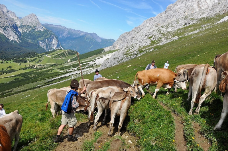 Hochfeldernalm im Juli 2013 – Viehauftrieb ins Felderer Tal