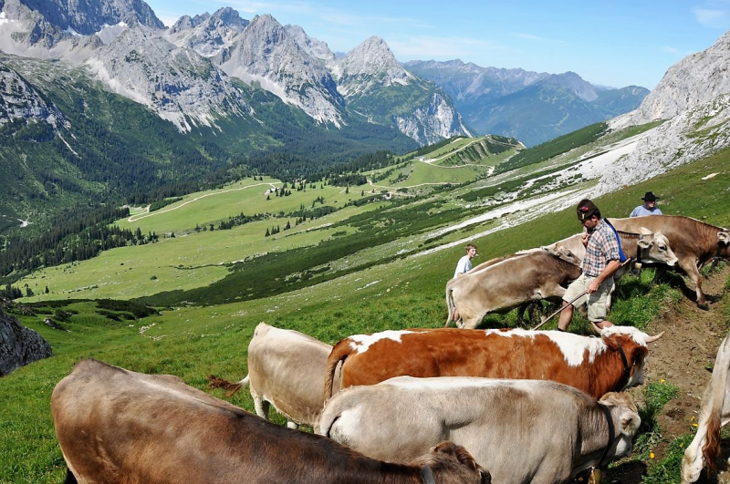 Hochfeldernalm im Juli 2013 – Viehauftrieb ins Felderer Tal