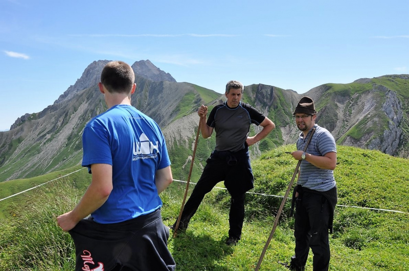 Hochfeldernalm im Juli 2013 – Viehauftrieb ins Felderer Tal
