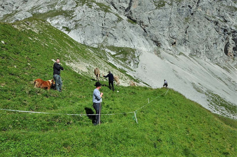 Hochfeldernalm im Juli 2013 – Viehauftrieb ins Felderer Tal