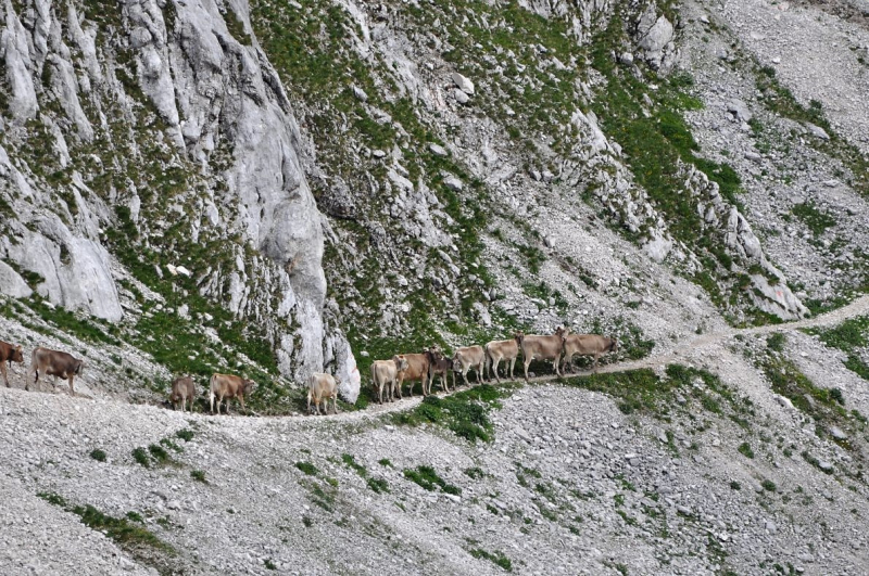 Hochfeldernalm im Juli 2013 – Viehauftrieb ins Felderer Tal