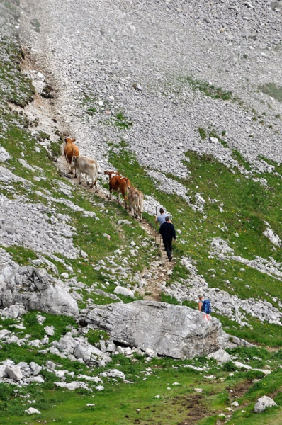 Hochfeldernalm im Juli 2013 – Viehauftrieb ins Felderer Tal