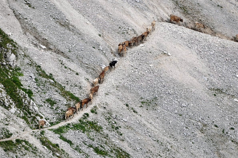 Hochfeldernalm im Juli 2013 – Viehauftrieb ins Felderer Tal