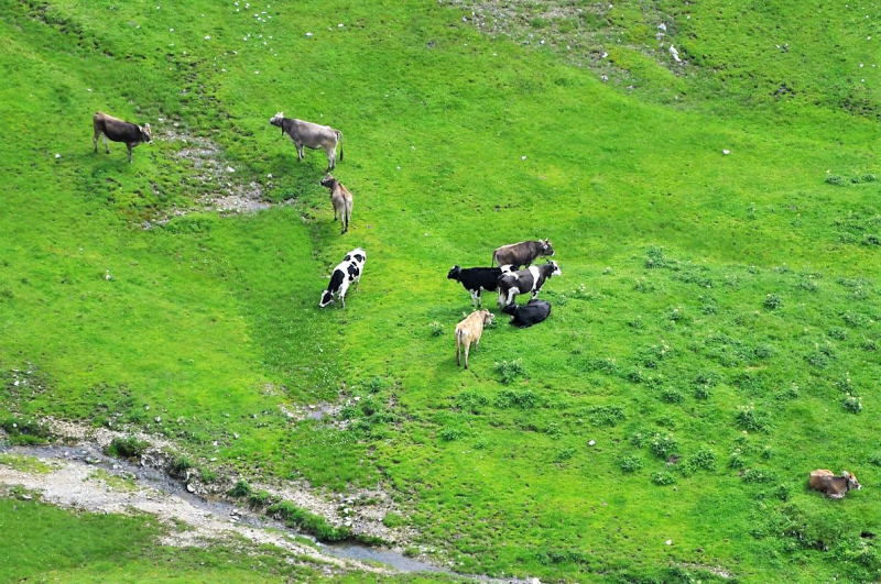 Hochfeldernalm im Juli 2013 – Viehauftrieb ins Felderer Tal