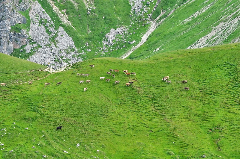 Hochfeldernalm im Juli 2013 – Viehauftrieb ins Felderer Tal