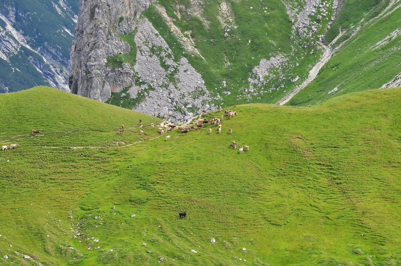 Hochfeldernalm im Juli 2013 – Viehauftrieb ins Felderer Tal