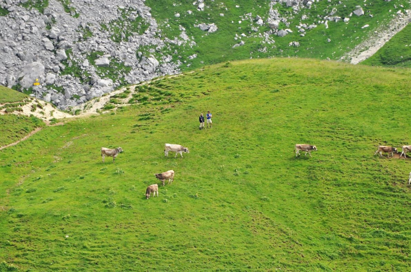 Hochfeldernalm im Juli 2013 – Viehauftrieb ins Felderer Tal