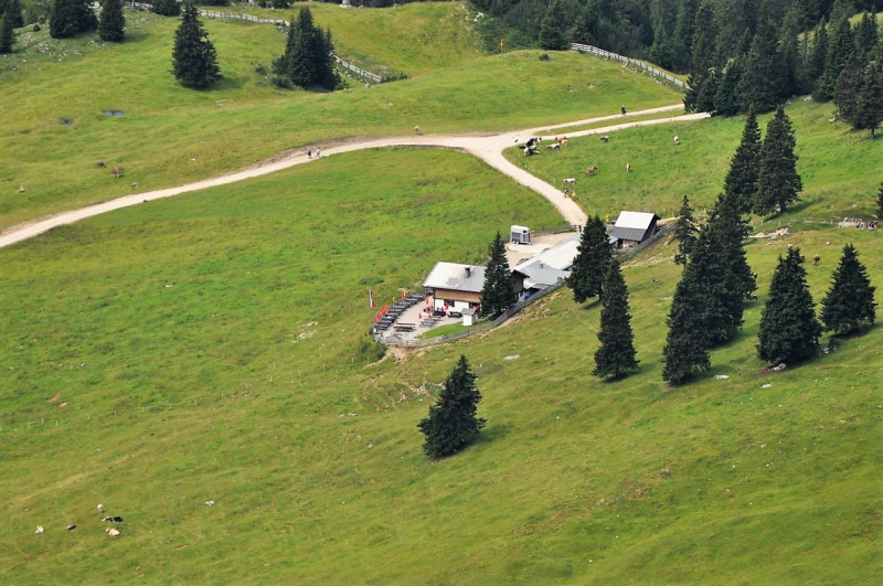 Hochfeldernalm im Juli 2013 – Viehauftrieb ins Felderer Tal