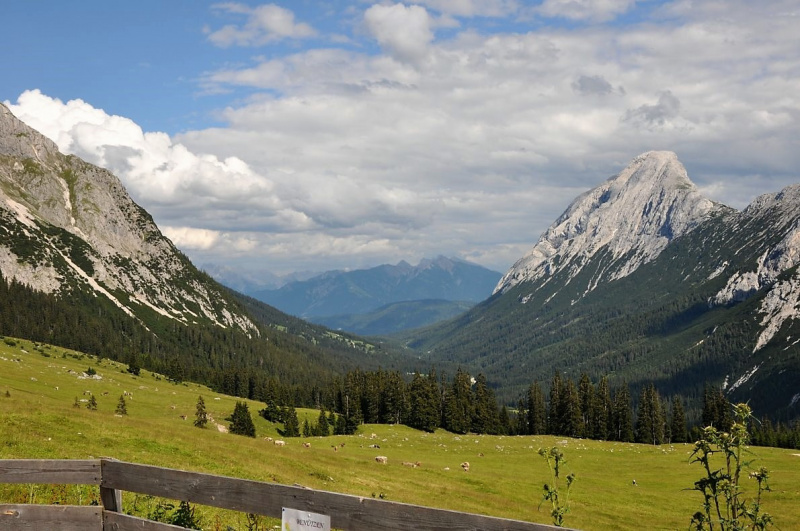 Hochfeldernalm im Juli 2013 – Viehauftrieb ins Felderer Tal
