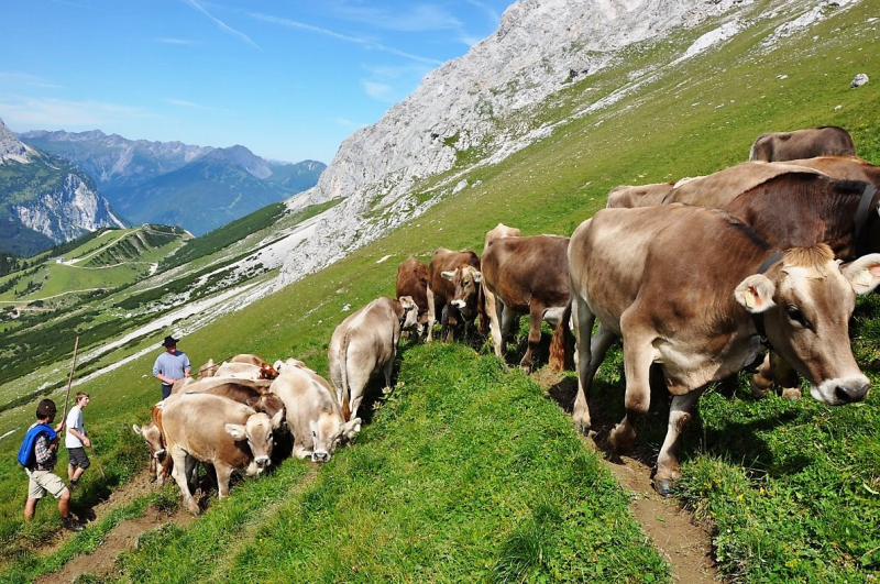 Hochfeldernalm im Juli 2013 – Viehauftrieb ins Felderer Tal