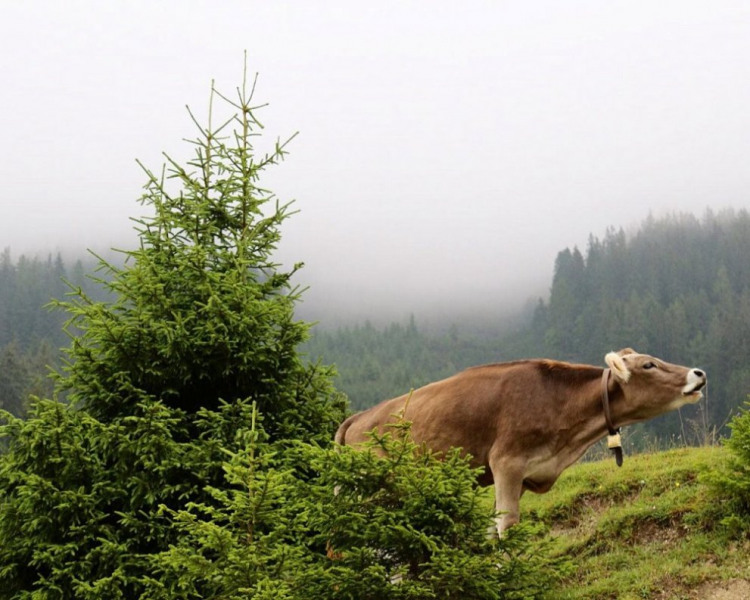 Honig aus dem Mieminger Almenland