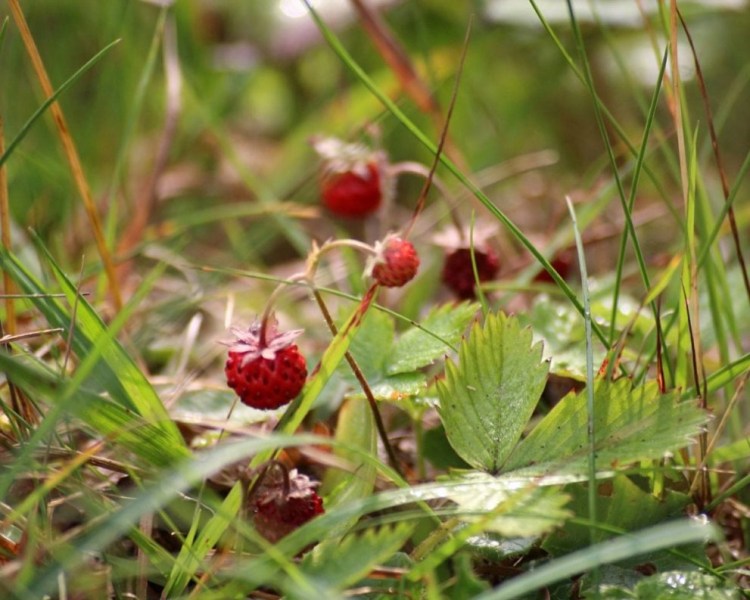 Honig aus dem Mieminger Almenland