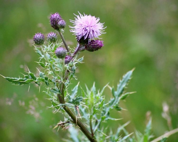 Honig aus dem Mieminger Almenland