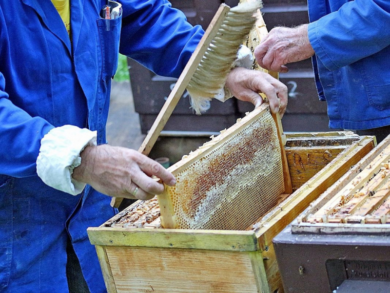 Honig aus dem Mieminger Almenland