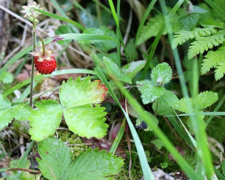 Honig aus dem Mieminger Almenland