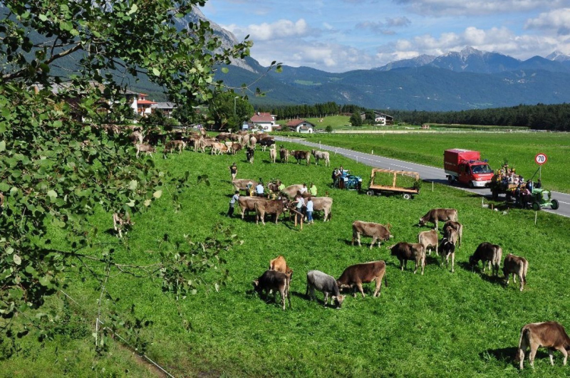 Kalenderblatt 15. Sept. 2012 – Almabtrieb Feldernalm