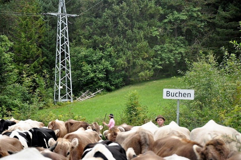Kalenderblatt 15. Sept. 2012 – Almabtrieb Feldernalm