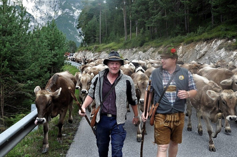 Kalenderblatt 15. Sept. 2012 – Almabtrieb Feldernalm